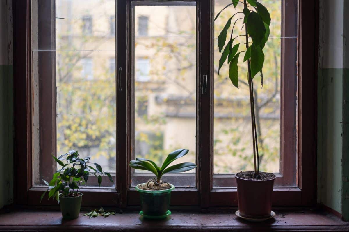 Trois Plantes En Pot Sur Un Rebord De Fenêtre.