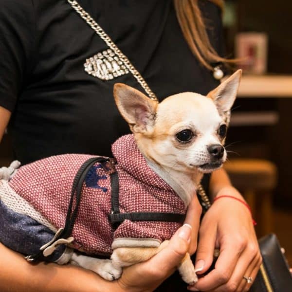 Un petit chien portant un pull rose et un harnais noir est tenu par une personne portant une chemise noire.