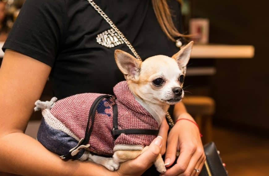 Un petit chien portant un pull rose et un harnais noir est tenu par une personne portant une chemise noire.