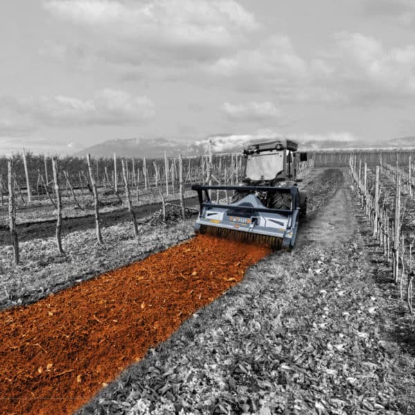 Un Tracteur Répand Du Paillis Orange Entre Des Rangées D'arbres Sans Feuilles Dans Un Vignoble Noir Et Blanc Avec Des Montagnes En Arrière Plan.