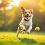 Un Petit Chien Au Collier Rouge Court Sur L'herbe Vers Une Balle De Tennis Jaune Dans Un Parc Ensoleillé.