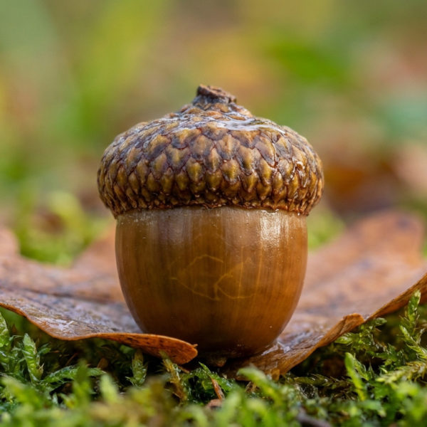 Acorn : bien plus qu’un…