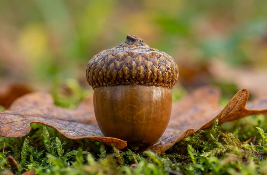 Acorn : bien plus qu’un…