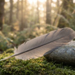 Une Plume Sur Un Rocher.