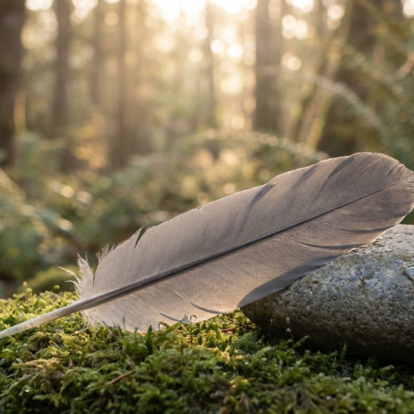 Plume grise signification : le…