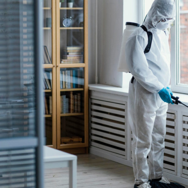 Cafards : les meilleures solutions…